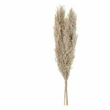 Pampas grass h-550 3 ks GUIPOS EGLO