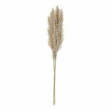 Pampas grass h-850 3 ks GUIPOS EGLO
