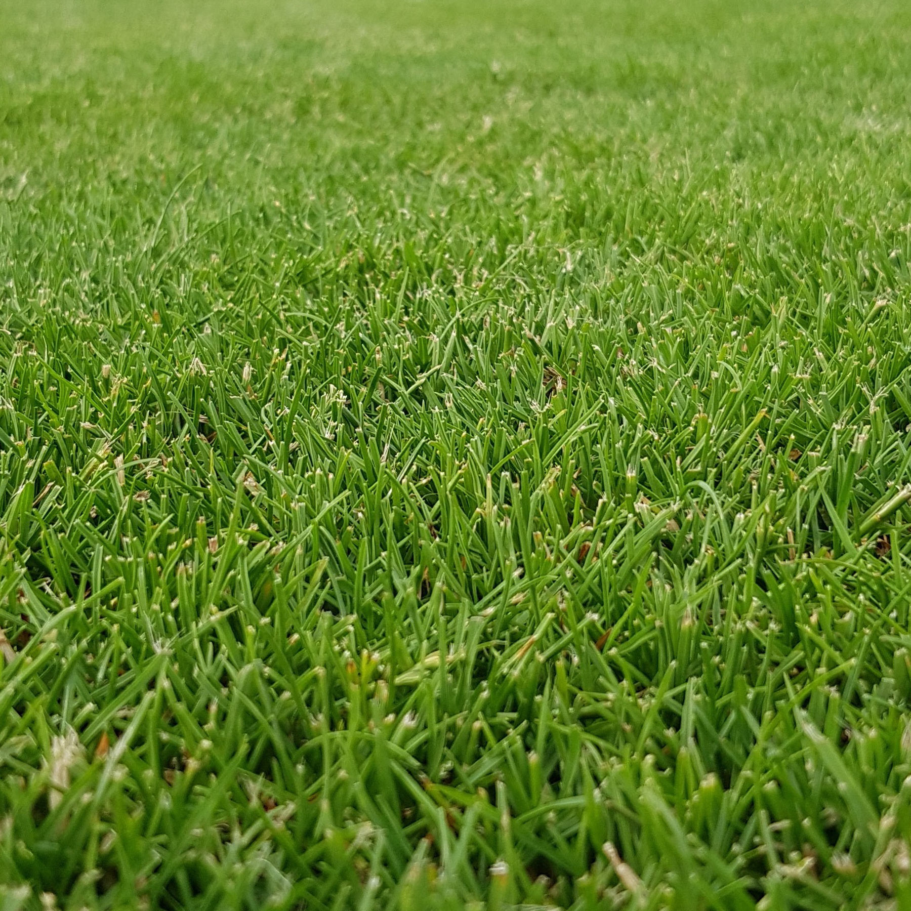 Koberec trávníkový GREENDEK TR K 20 0,4×2,5 mm