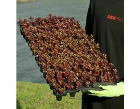 Minisadba GREENDEK Sedum spurium Purpurteppich (135 ks/bal.)