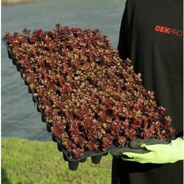 Minisadba GREENDEK Sedum spurium Purpurteppich (135 ks/bal.)