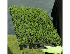 Minisadba GREENDEK Sedum sexangulare (135 ks/bal.)