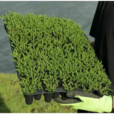 Minisadba GREENDEK Sedum sexangulare (135 ks/bal.)