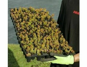 Minisadba GREENDEK Sedum rupestre (135 ks/bal.)