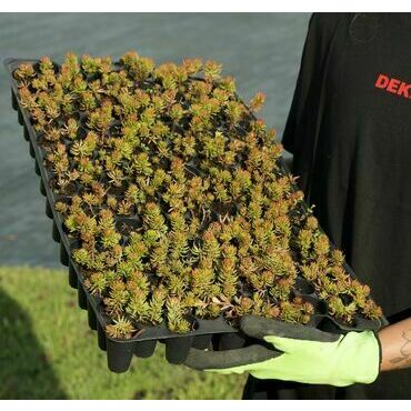 Minisadba GREENDEK Sedum rupestre (135 ks/bal.)