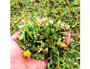 Řízky rozchodníků GREENDEK (1 kg/bal.)