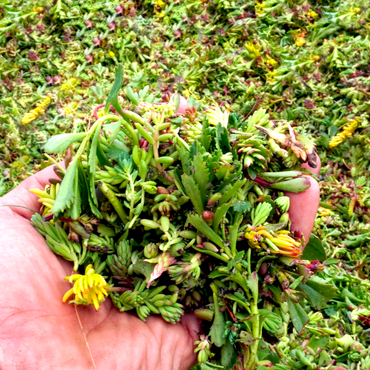 Řízky rozchodníků GREENDEK (1 kg/bal.)
