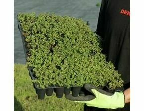 Minisadba GREENDEK Sedum album (135 ks/bal.)