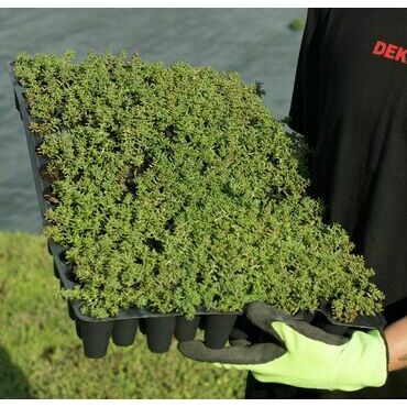 Minisadba GREENDEK Sedum album (135 ks/bal.)
