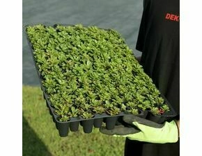 Minisadba GREENDEK Sedum kamtschaticum (135 ks/bal.)