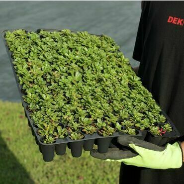 Minisadba GREENDEK Sedum kamtschaticum (135 ks/bal.)