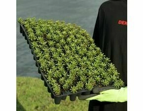 Minisadba GREENDEK Sedum floriferum (135 ks/bal.)
