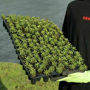 Minisadba GREENDEK Sedum floriferum (135 ks/bal.)