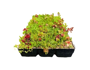 Kazeta vegetační předpěstovaná GREENDEK Premium SedumBox