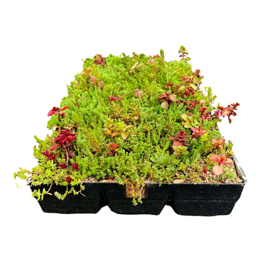 Kazeta vegetační předpěstovaná GREENDEK Premium SedumBox