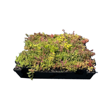 Kazeta vegetační předpěstovaná SedumBox