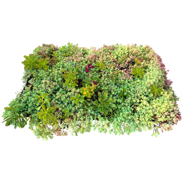 Kazeta vegetační předpěstovaná