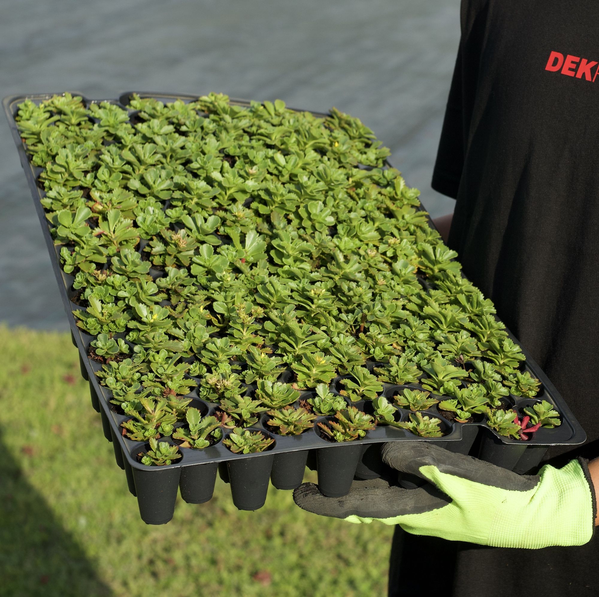 Minisadba GREENDEK Sedum kamtschaticum (135 ks/bal.)