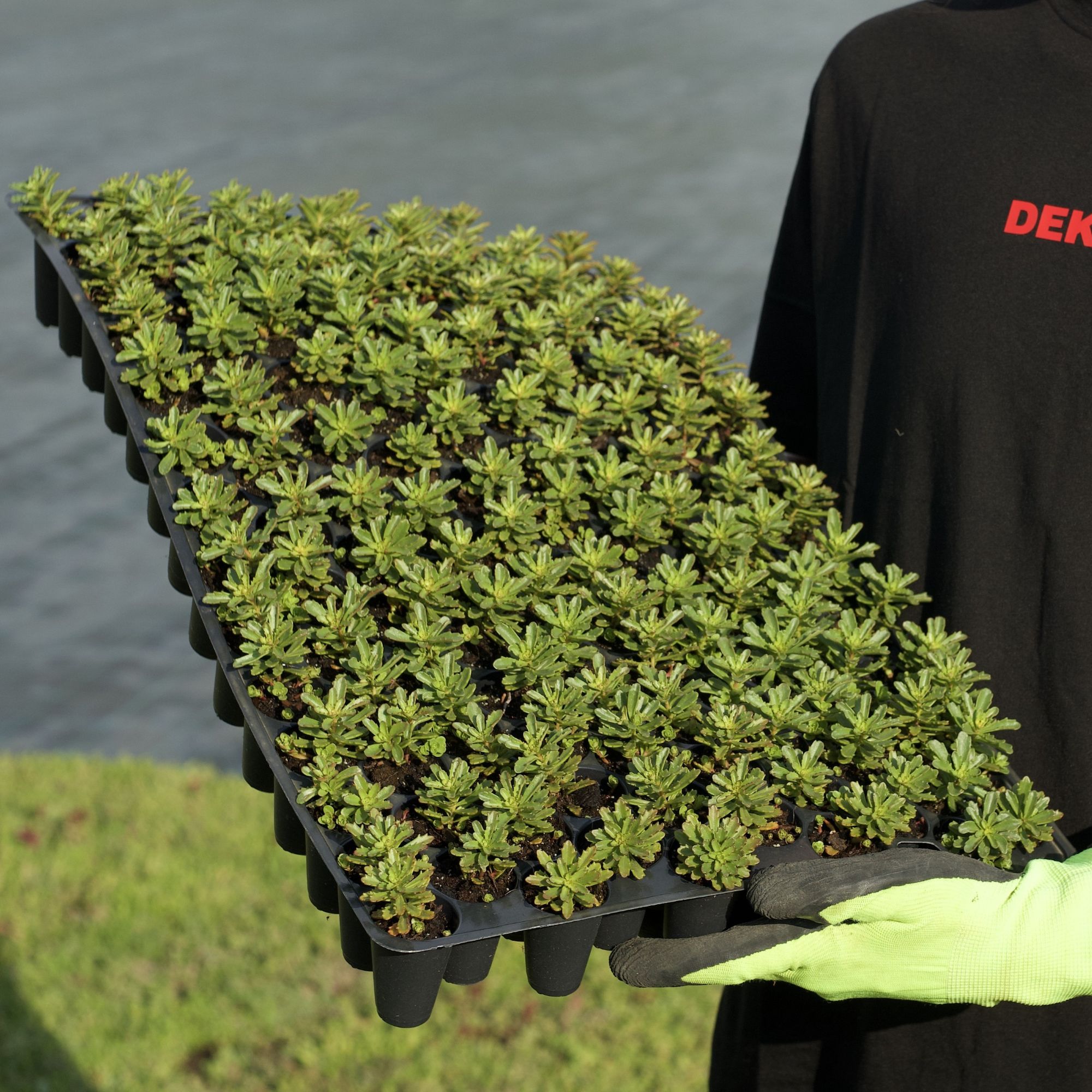 Minisadba GREENDEK Sedum floriferum (135 ks/bal.)