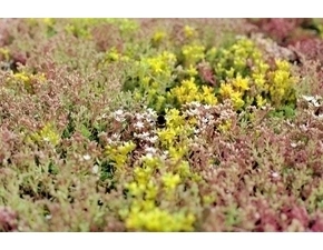 Rohož rozchodníková