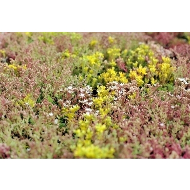 Rohož rozchodníková