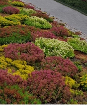Hnojení a doplňování živin extenzivních zelených střech
