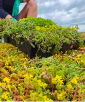 Zelená střecha v jednom kroku díky vegetačním kazetám