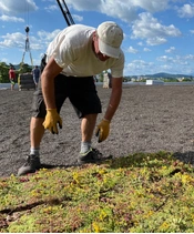 Jak vytvořit vegetaci na zelené střeše?