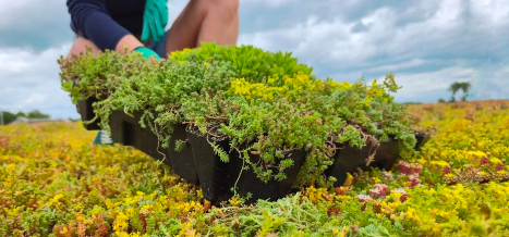 Jak vytvořit vegetaci na zelené střeše?