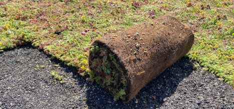 Jak vytvořit vegetaci na zelené střeše?