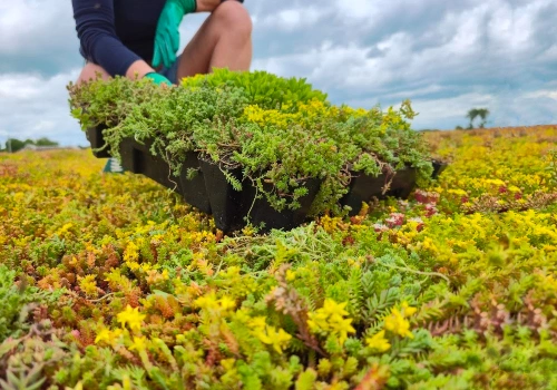 Zelená střecha v jednom kroku díky vegetačním kazetám